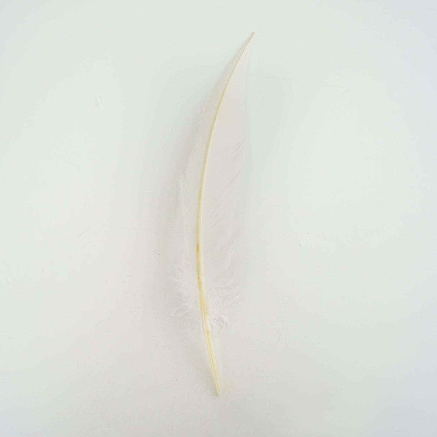 White Dagger Turkey Quill Feathers 9-12"