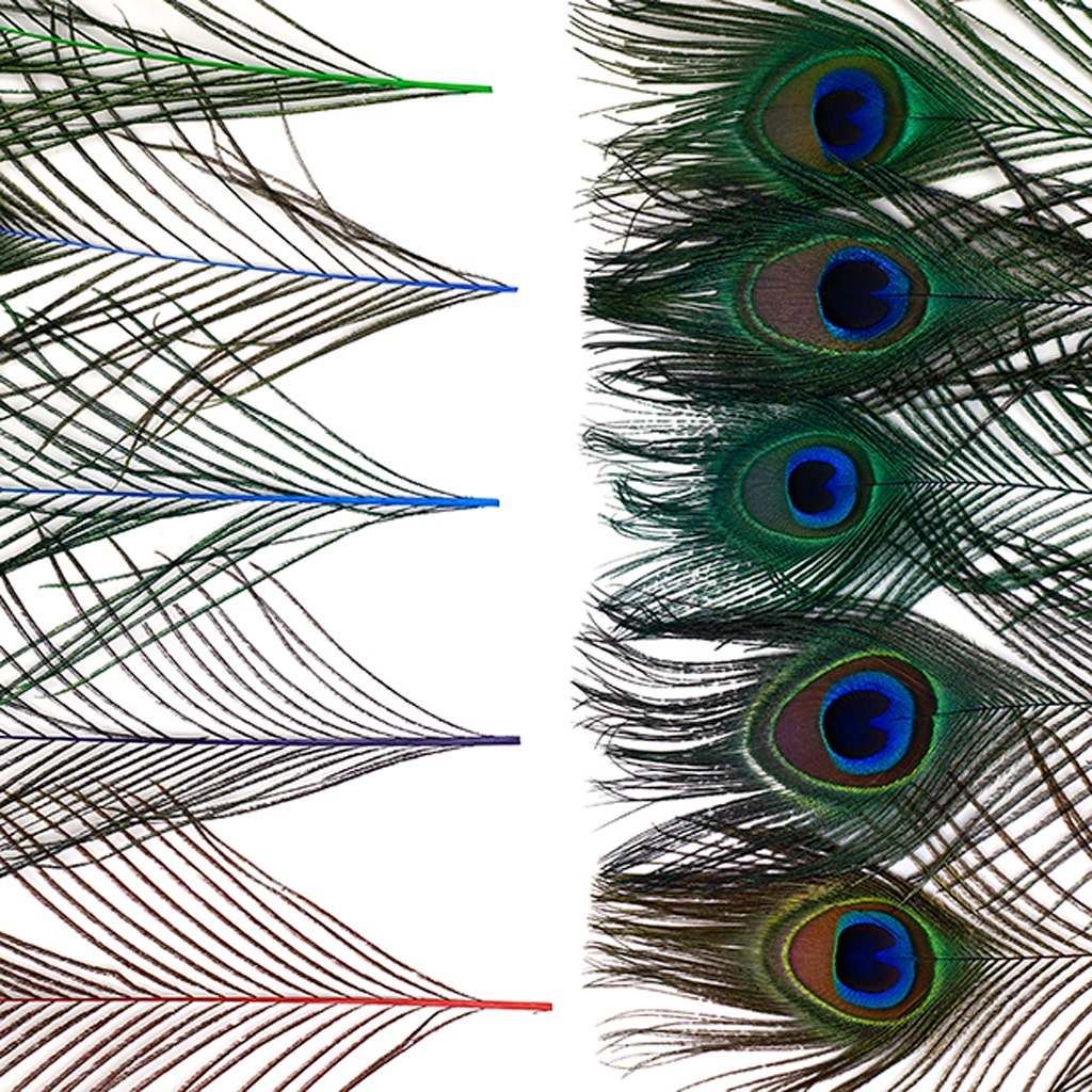 Peacock Tail Eyes Stem Dyed Mix - Jewel Mix