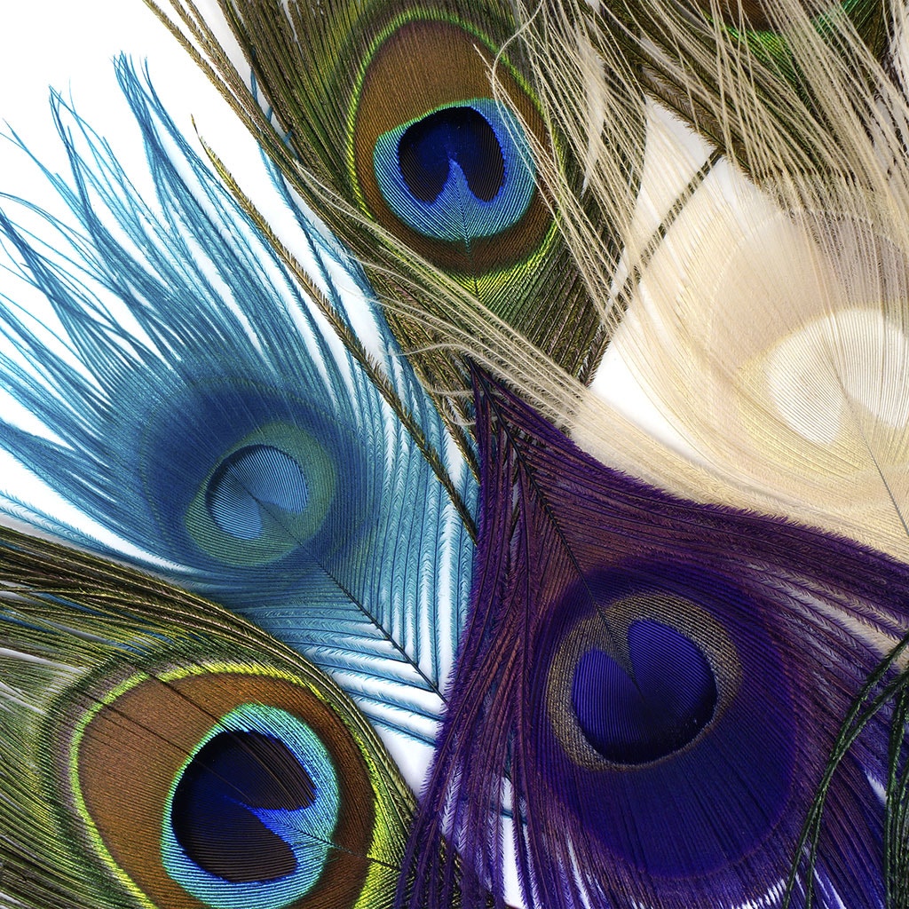 Peacock Assorted Feather Eyes - Assorted Mix