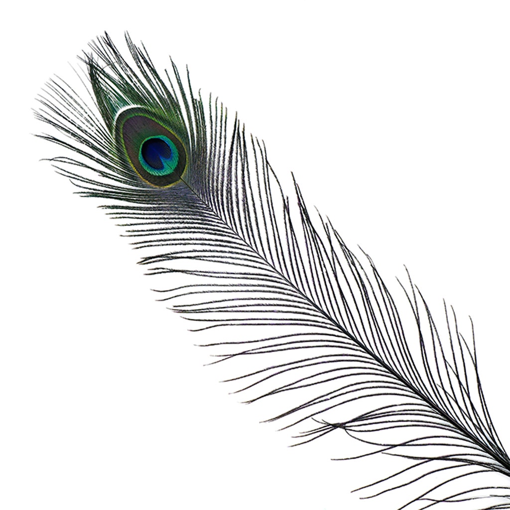 Wholesale 1/5/10pcs high quality natural peacock feather eye feather  decorations
