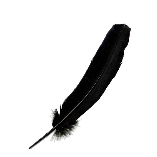 Parried Turkey Quills Selected - Black