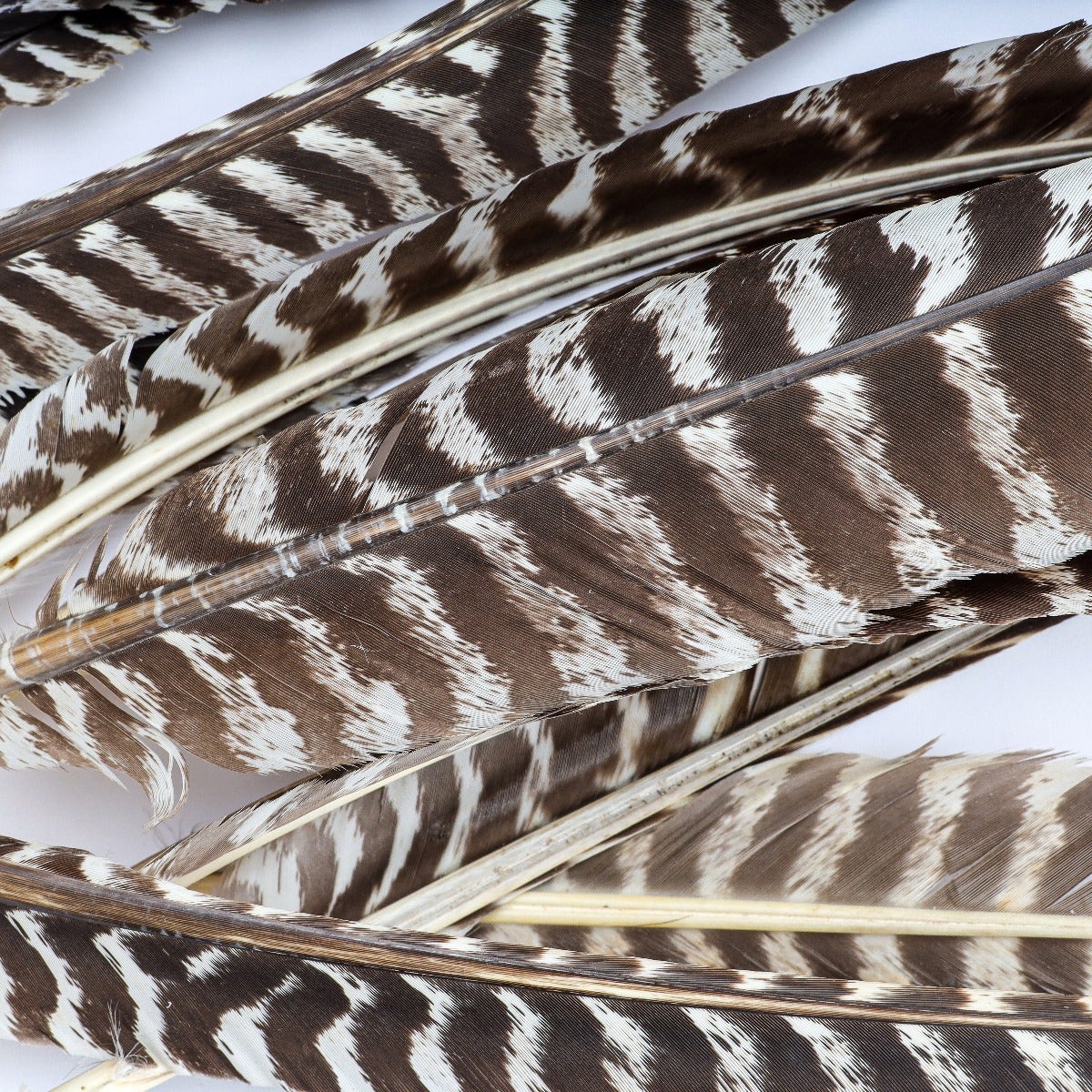 Barred Turkey Pointer Feathers - Right Wing - 12 PC - Natural