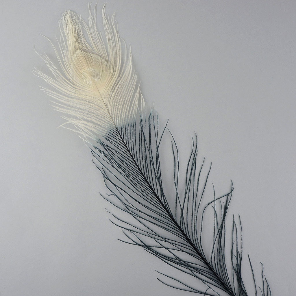 Peacock Eyes Bleached/Dyed & Tipped Feathers - 25-40 Inch - 10 PCS - Black - Ivory