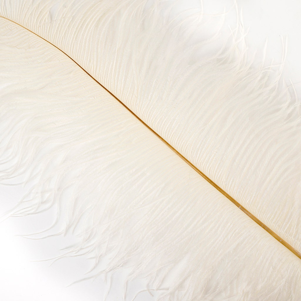 Ostrich Feathers-Narrow Drabs - Ivory