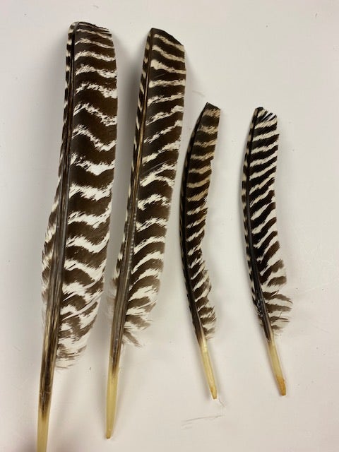 Barred Turkey Pointer Feathers - Right Wing - 12 PC - Natural