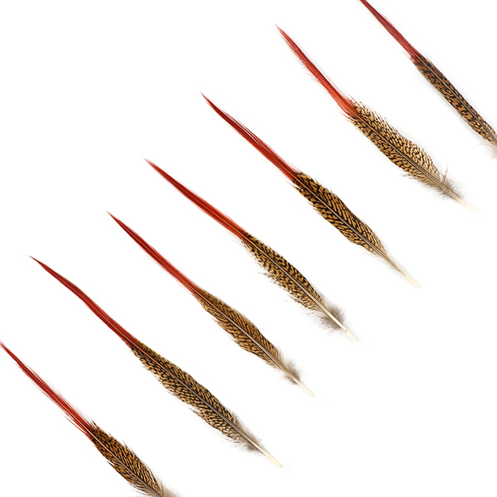 Golden Pheasant Red Top Tails - Natural-10-12"