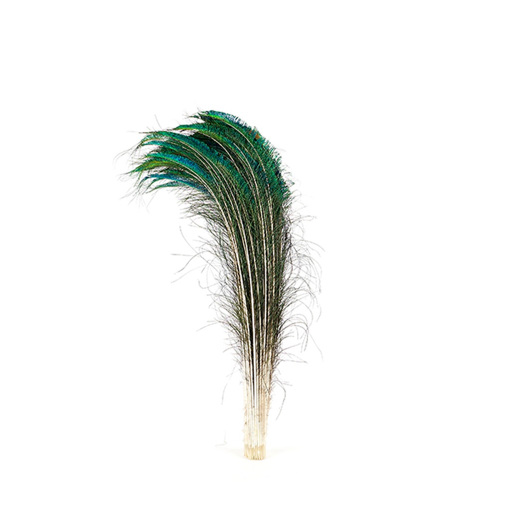 Peacock Feather Swords  Right Wing 30-40" -  Natural