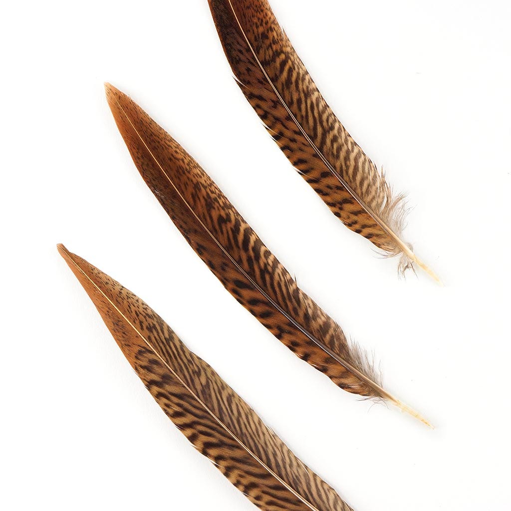 Golden Pheasant Tails Natural - 6 - 8"