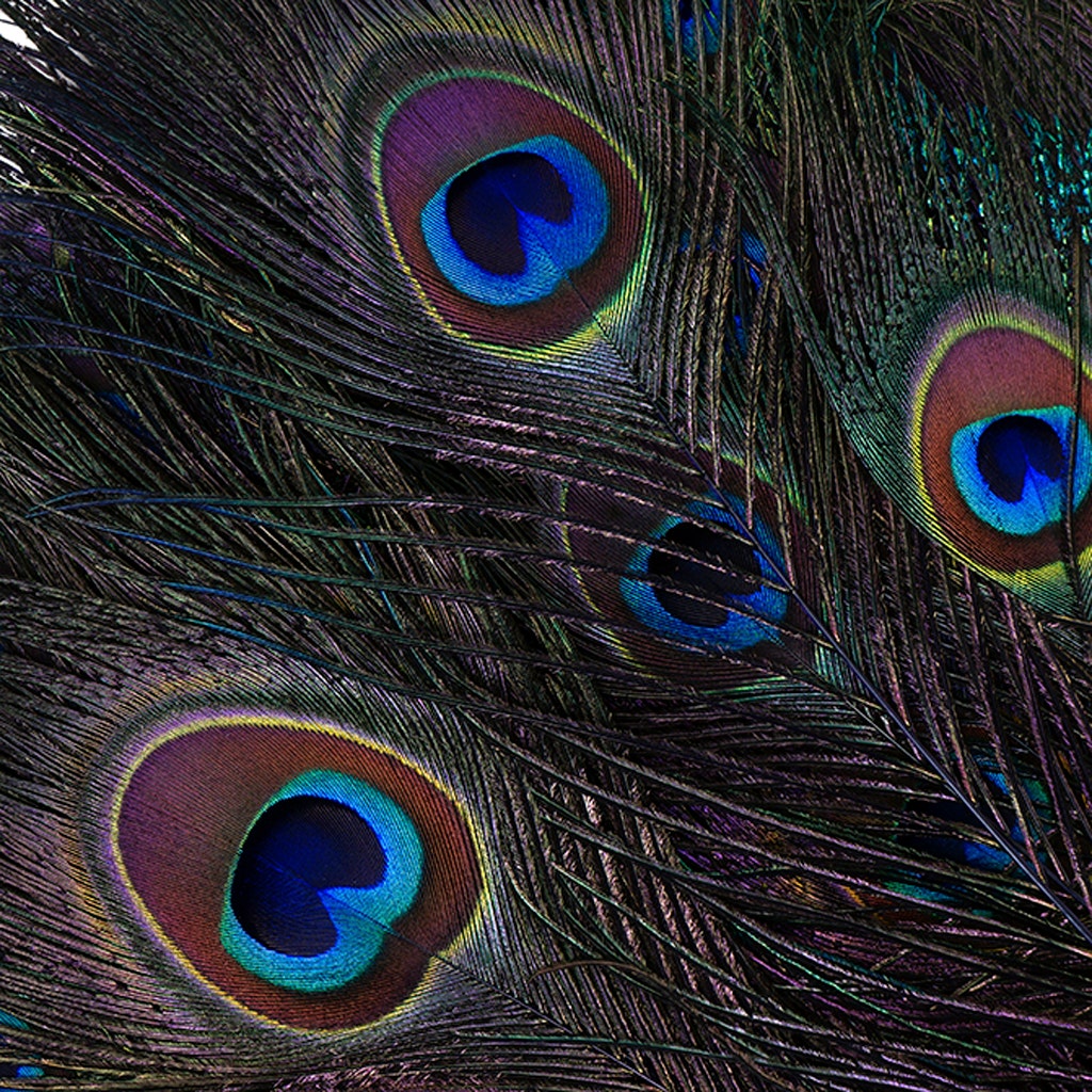 Peacock Tail Eyes Stem Dyed - 25-40 Inch - 100 PCS - Regal