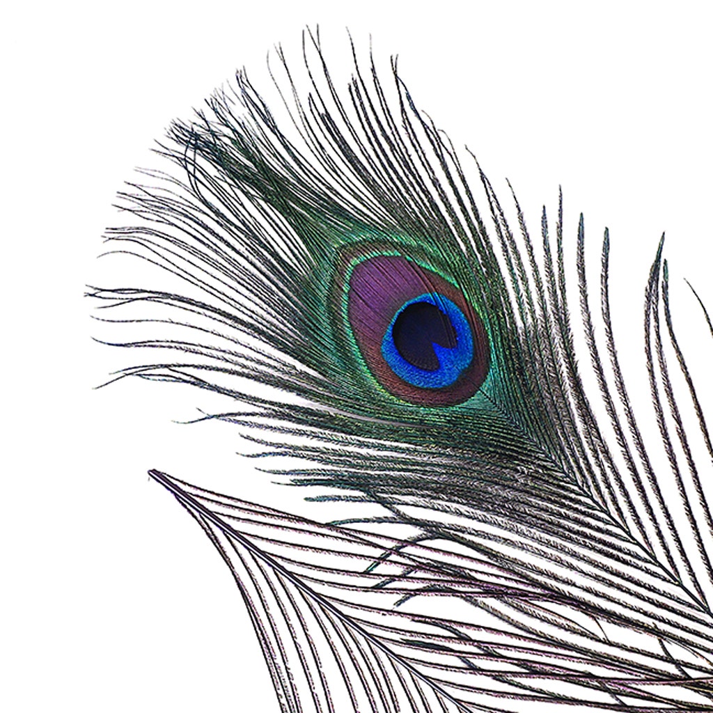 Bulk Peacock Eye Feathers (Full Eye) Stem Dyed  100 PC 8-15" - Regal