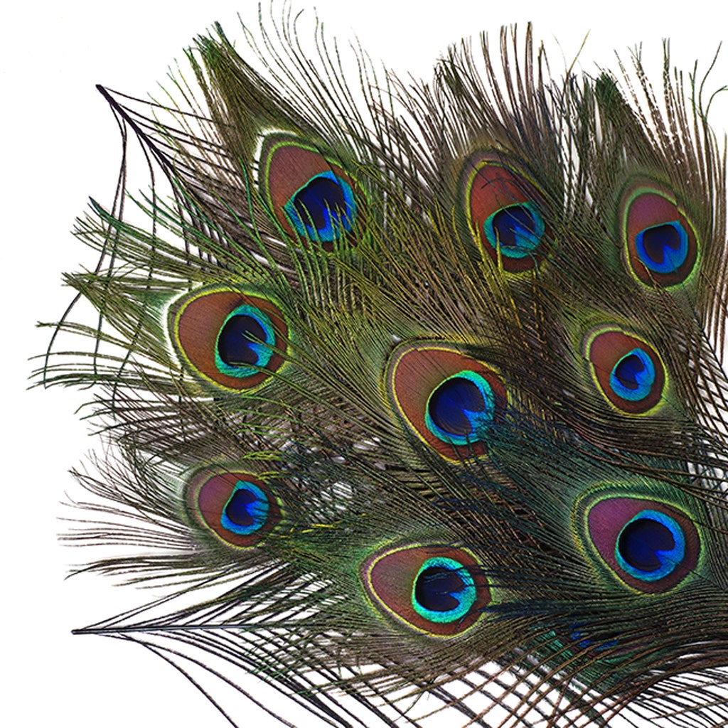 Bulk Peacock Eye Feathers (Full Eye) Stem Dyed  100 PC 8-15" - Regal