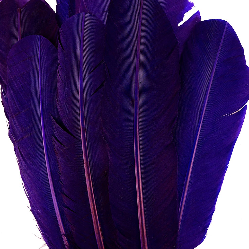 Turkey Quills by Pound - Right Wing -Regal