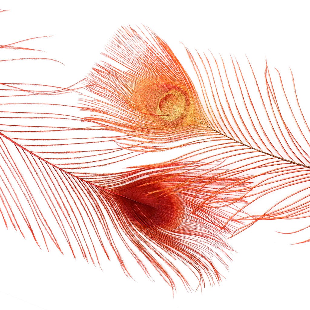 Peacock Tail Eyes Sprayed - Red/Gold - 30 - 40"