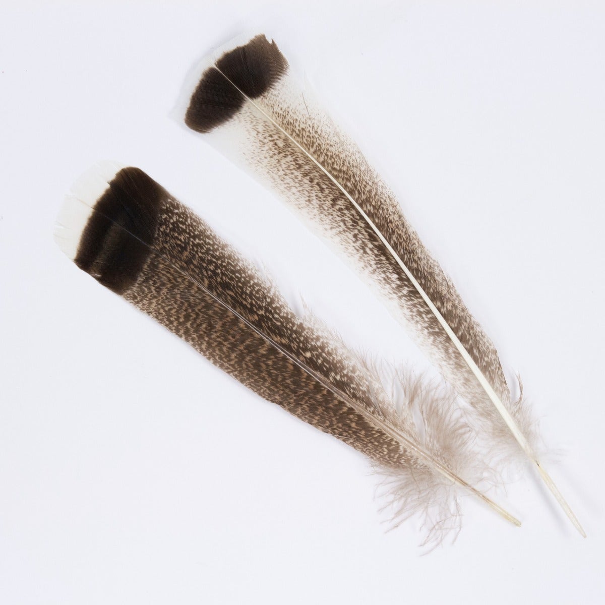 Natural Partridge Plumage Feathers  Buy Craft Feather Pads – Zucker Feather  Products, Inc.