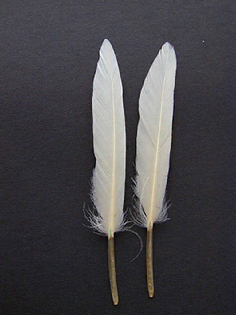 Duck Cosse Feathers - White