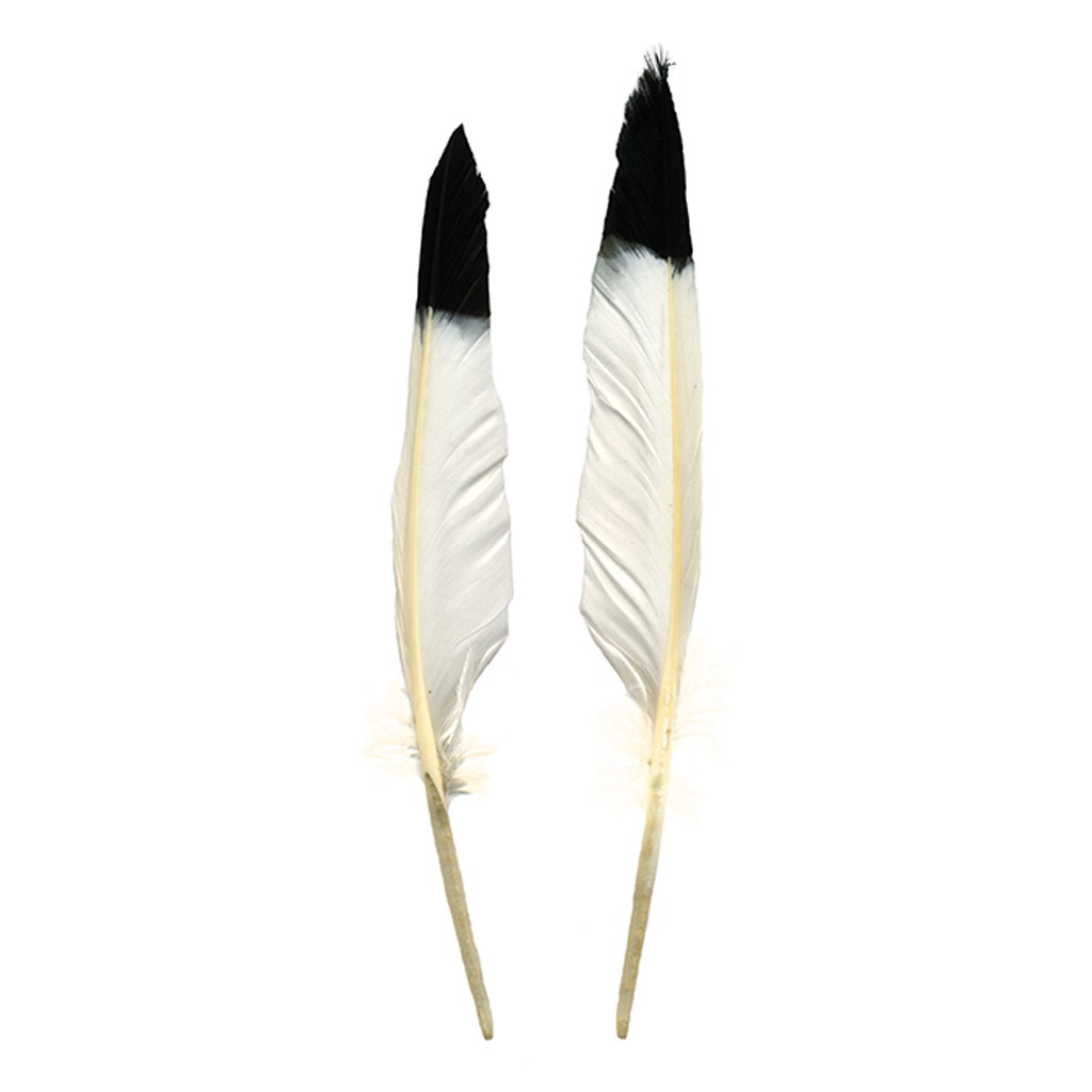 0.50 oz. Grey Duck Pointer Feathers