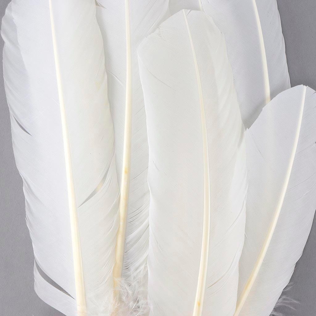 White Craft Feathers for sale