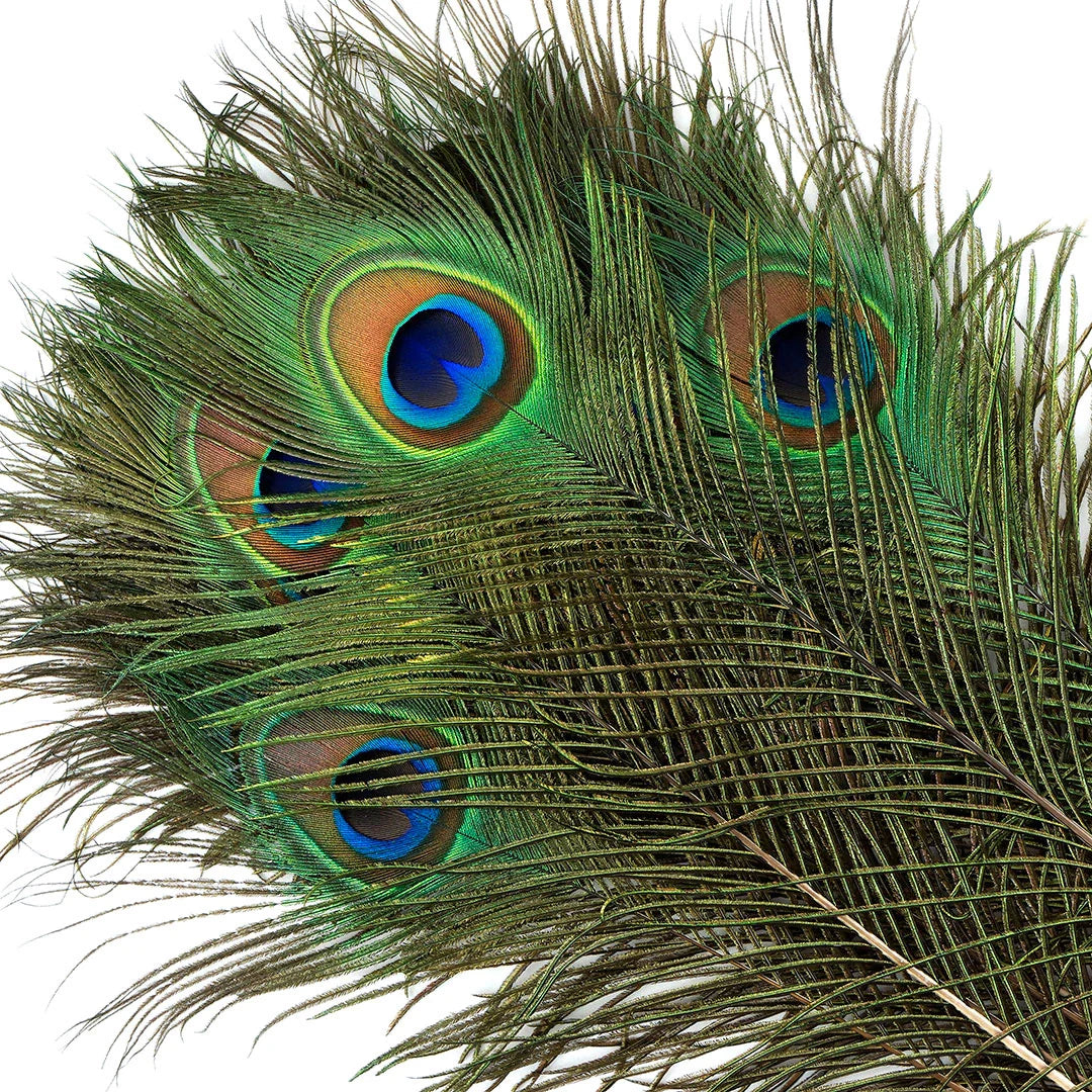 ZUCKER Feather Lose Gänse-Biot-Federn Gefärbt - Helltürkis, Ca. 15–20 Cm, 0,425 G