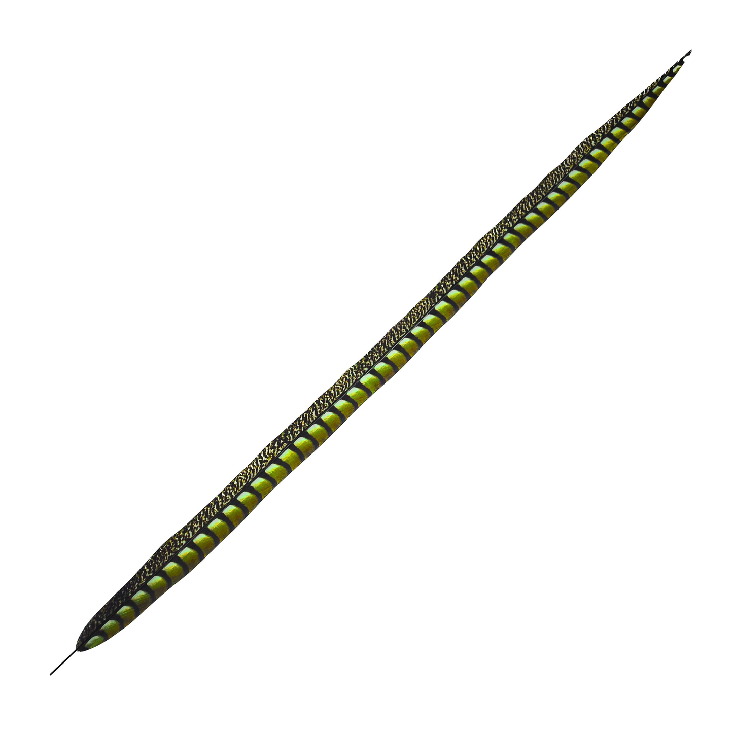 Lime Faux Lady Amherst Feathers 1 pc