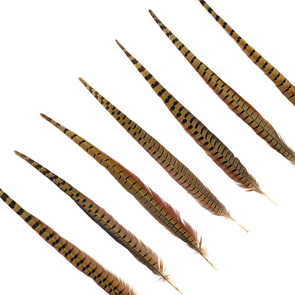 10 PC/PKG Female Ringneck Pheasant Tails 4-6’’- Natural - Feathers