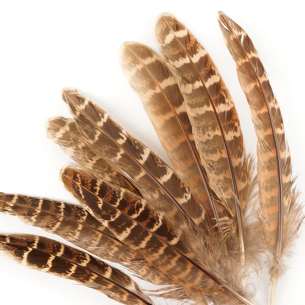 10 PC/PKG Female Ringneck Pheasant Tails 4-6’’- Natural - Feathers