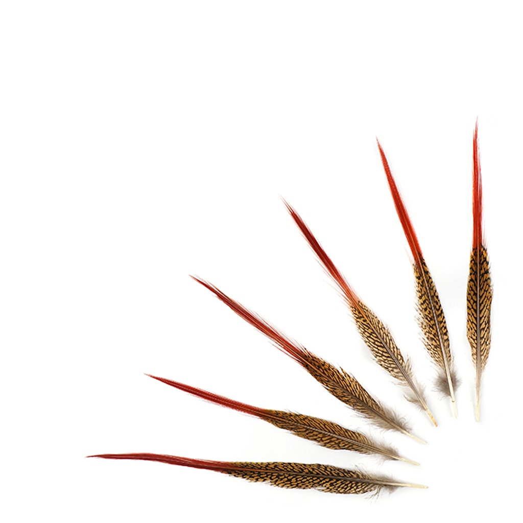 10 PC/PKG Golden Pheasant Red Top Tails 10-12’’- Natural - Feathers