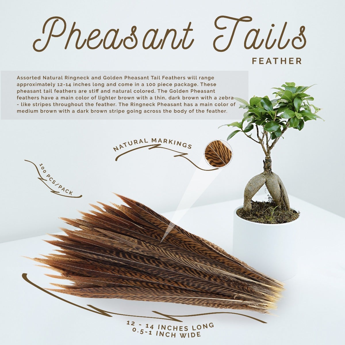 10 PC/PKG Golden Pheasant Tails 12-14’’- Natural - Feathers