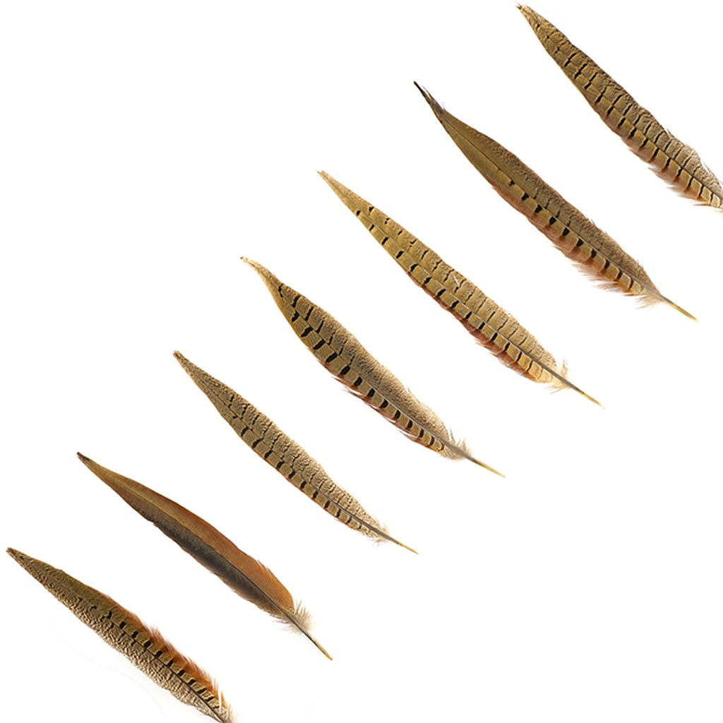 10 PC/PKG RINGNECK PHEASANT TAILS 10-12’’ - NATURAL - Feathers