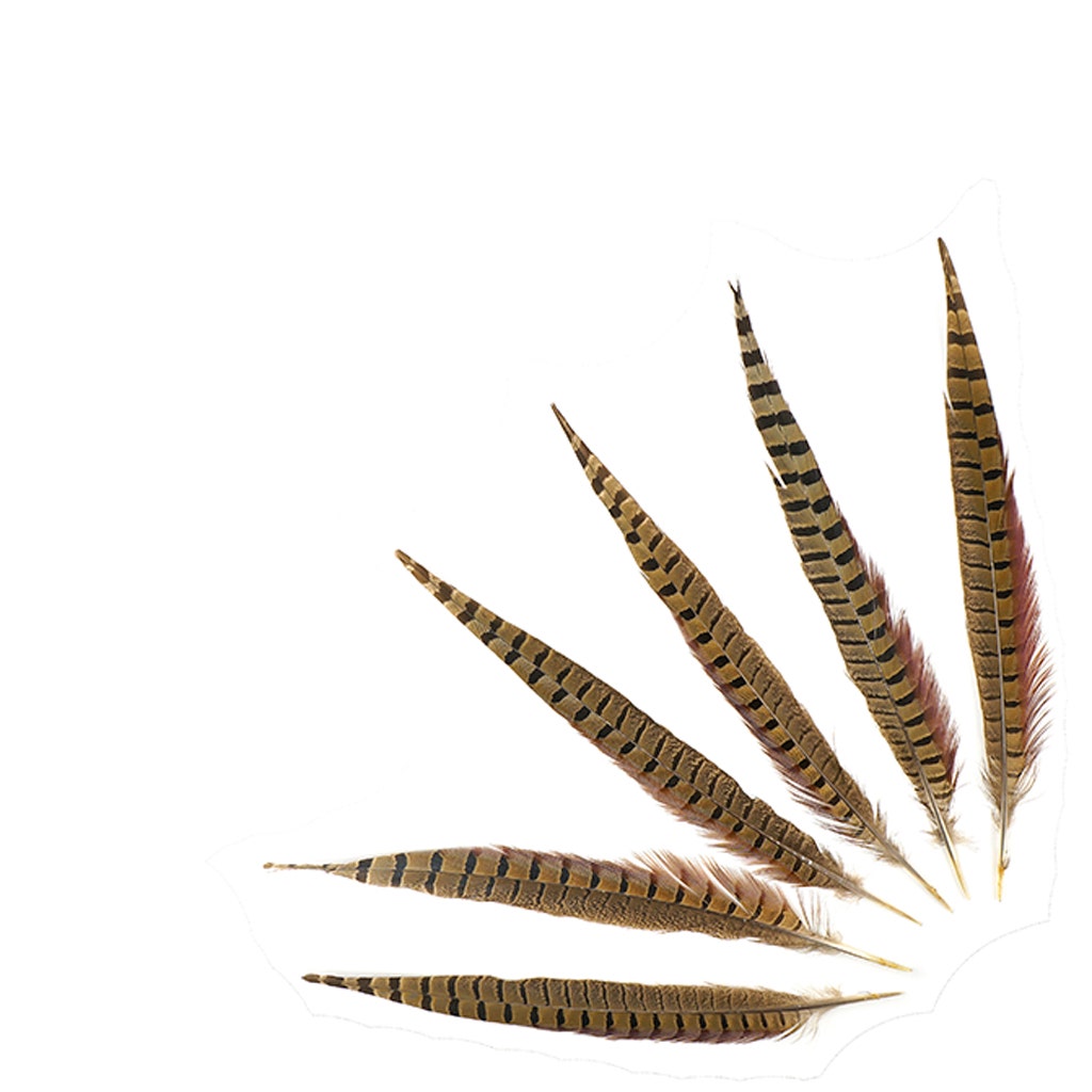 10 PC/PKG RINGNECK PHEASANT TAILS 12-14’’ - NATURAL - Feathers