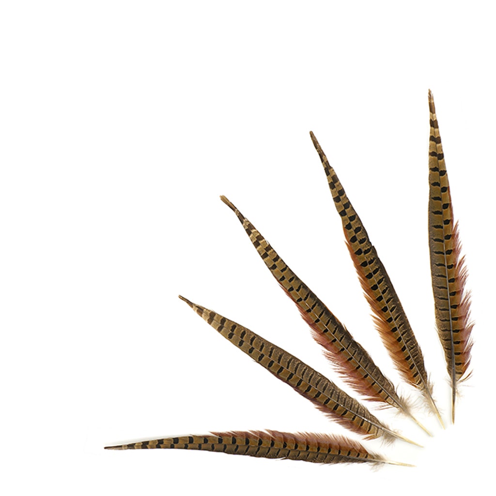 10 PC/PKG RINGNECK PHEASANT TAILS 14-16’’ - NATURAL - Feathers