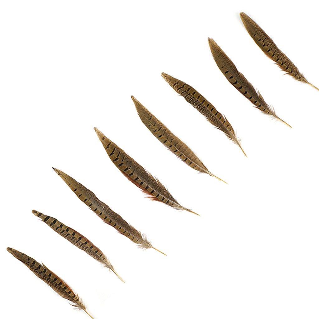 10 PC/PKG RINGNECK PHEASANT TAILS 8-10’’ - NATURAL - Feathers