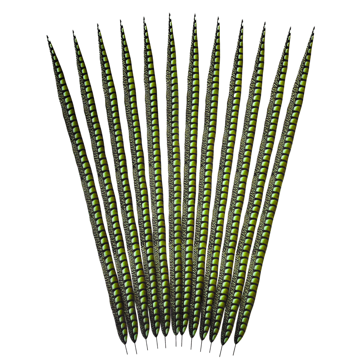 Lime Faux Lady Amherst Feathers 1 pc