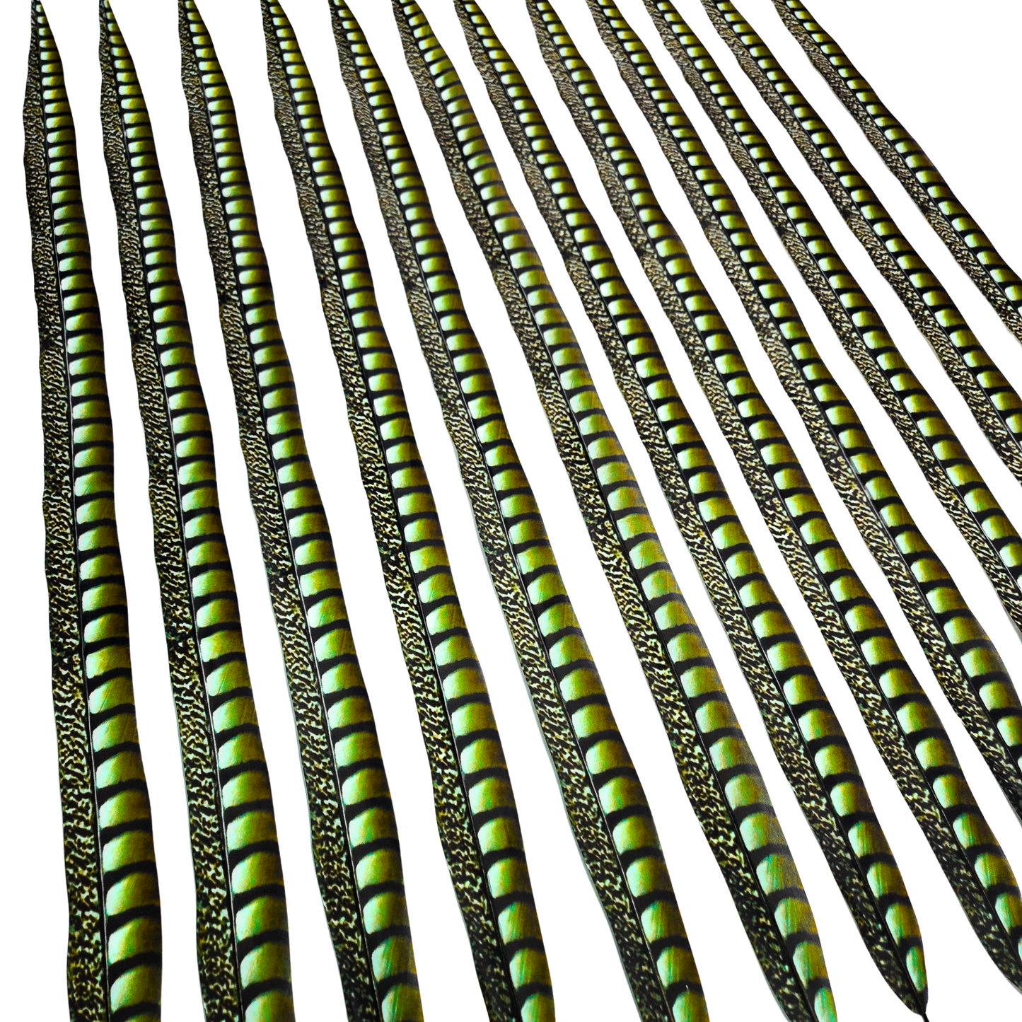 Lime Faux Lady Amherst Feathers 1 pc