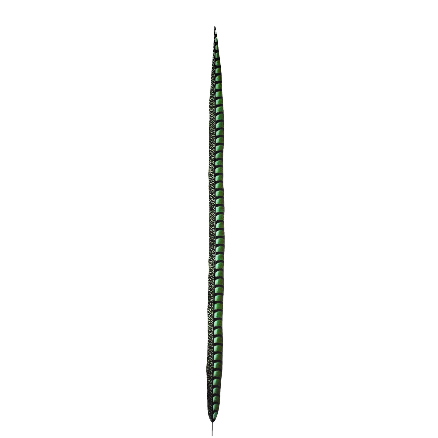 Kelly Green Faux Lady Amherst Feathers 1 pc
