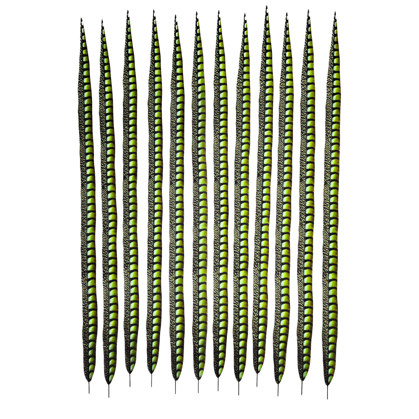 Lime Faux Lady Amherst Feathers 1 pc