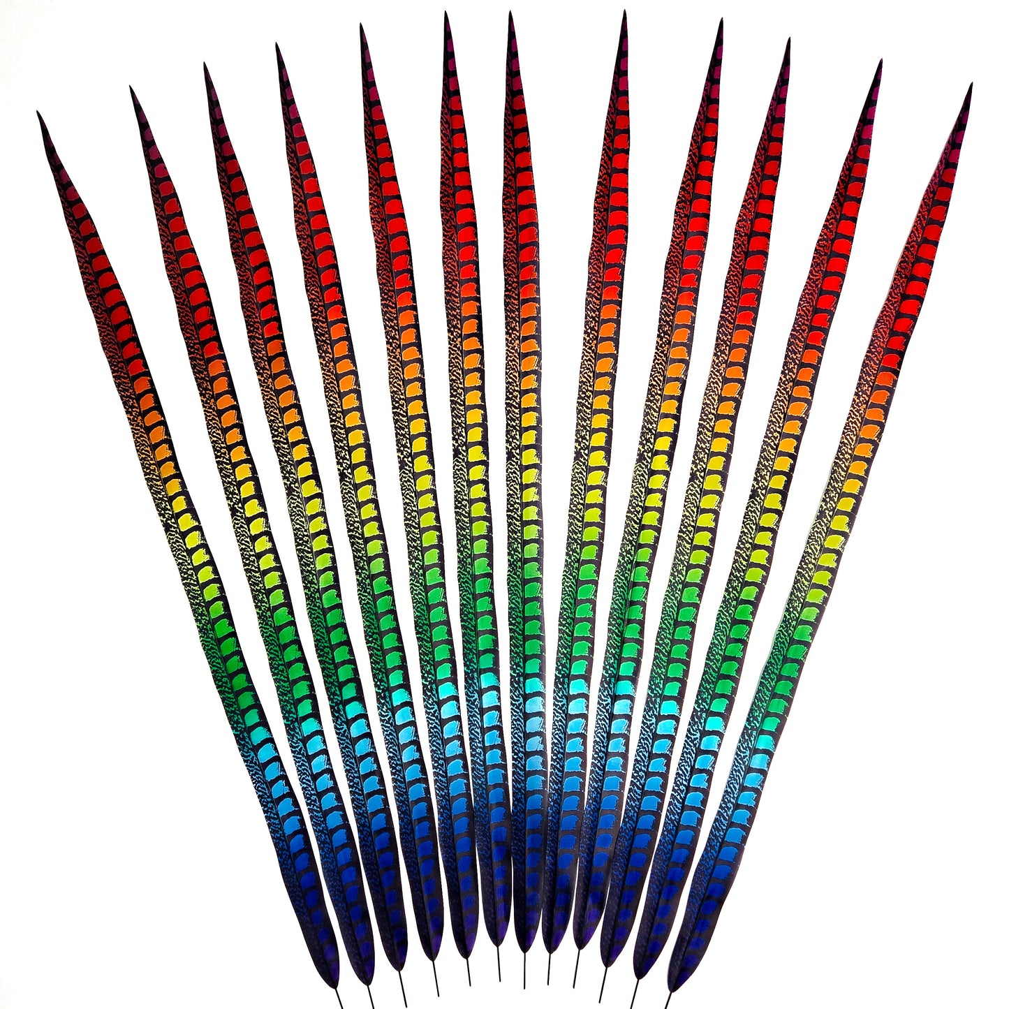 Rainbow Faux Lady Amherst Feathers 1 pc