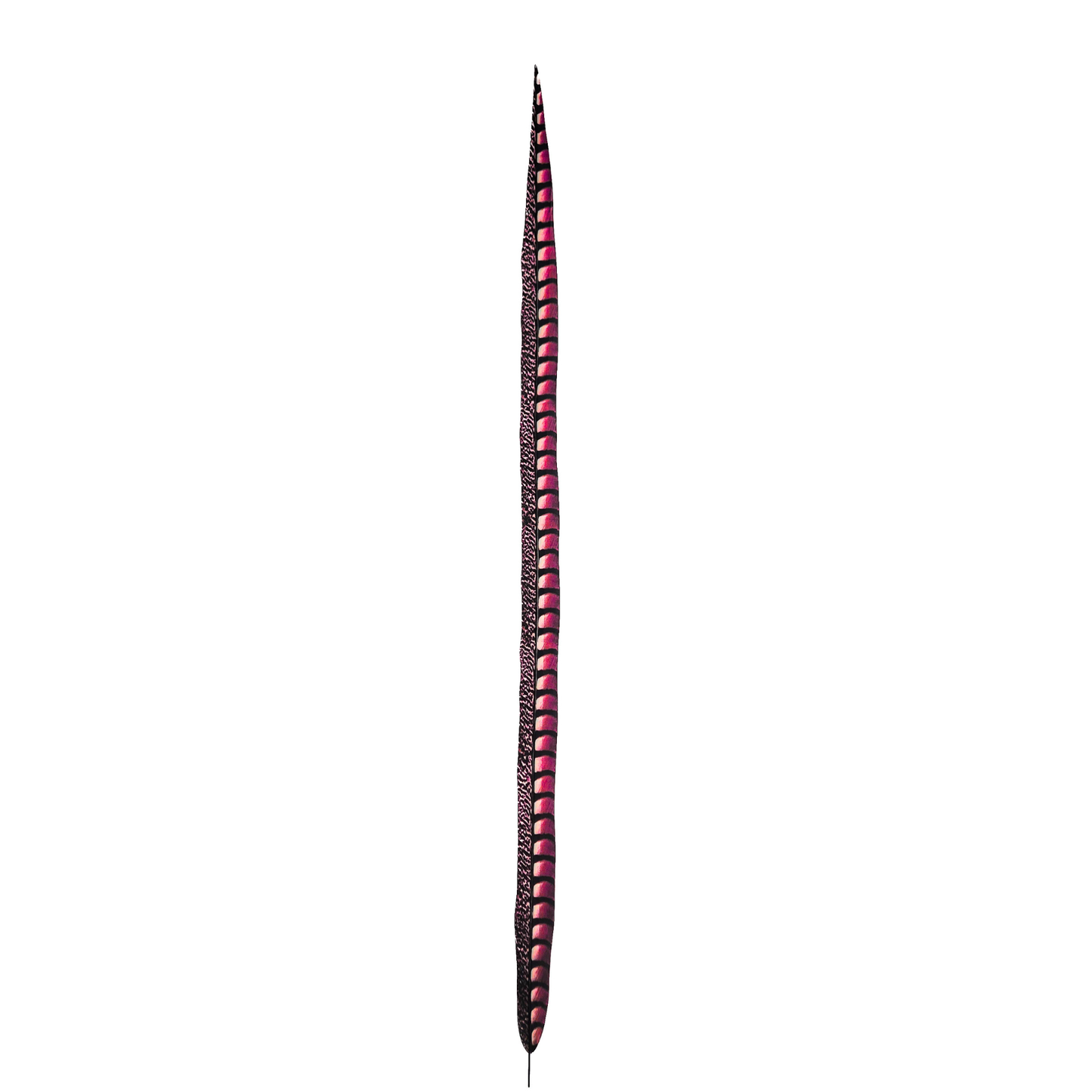 Shocking Pink Faux Lady Amherst Feathers 1 pc