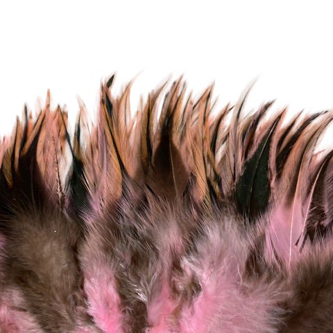 Cream Striped Rooster Hackle Strung 4-6 inch   6 inch PKG --Candy Pink