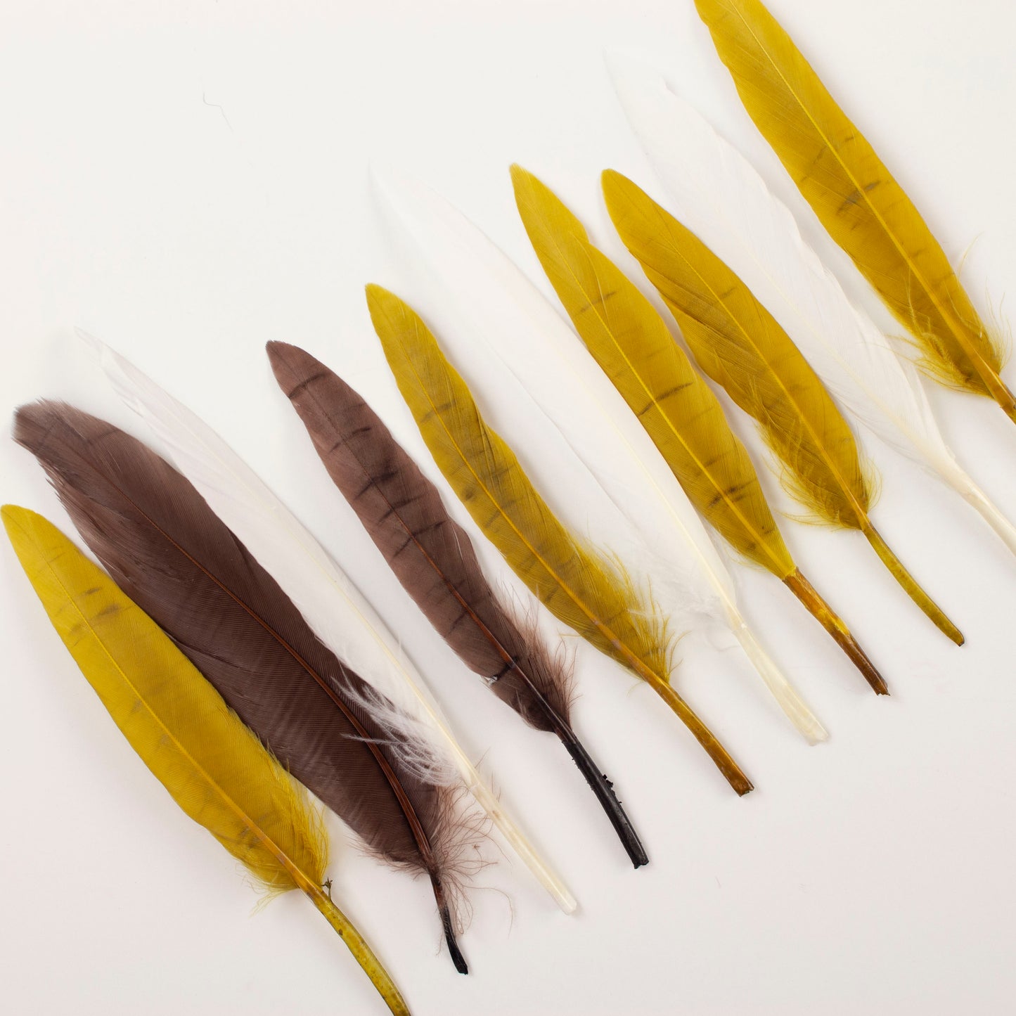 Duck Cosse Feathers 3-6" 24 pcs - Earth