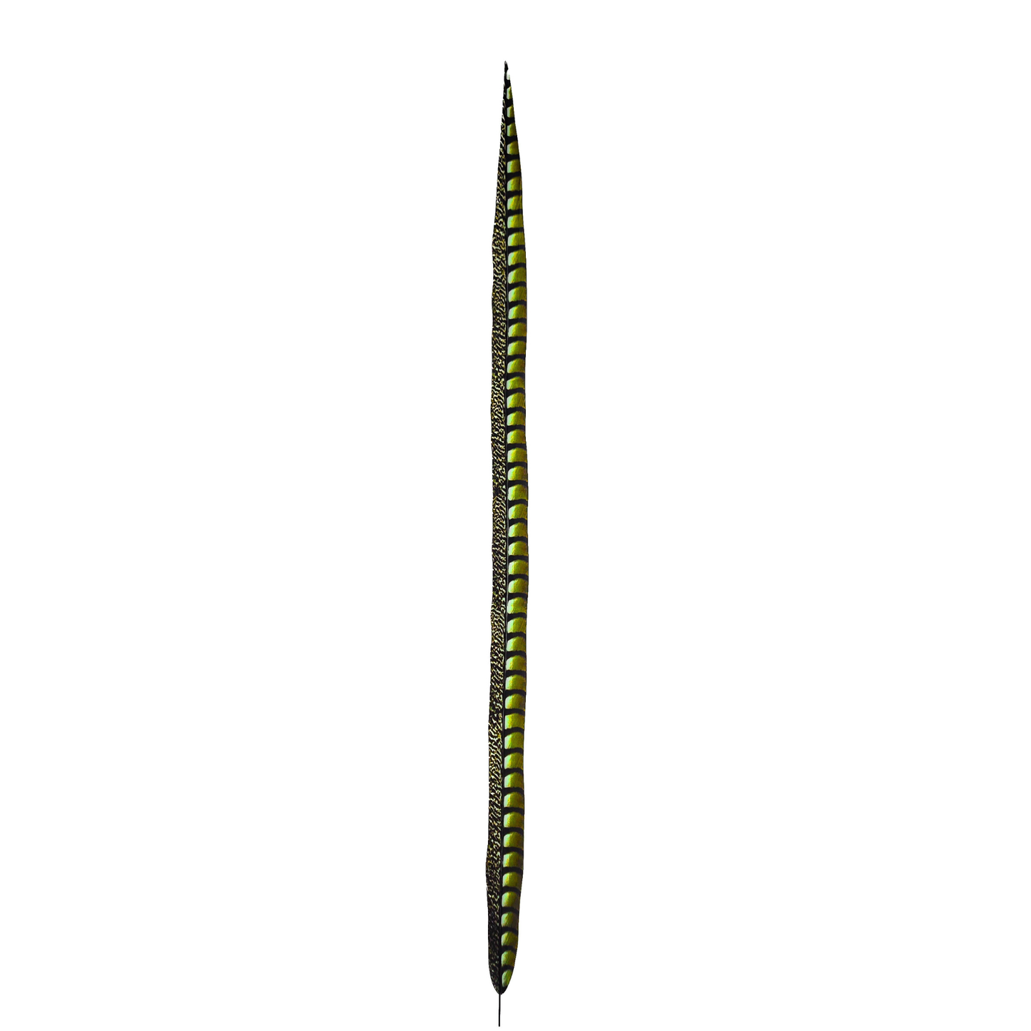 Lime Faux Lady Amherst Feathers 1 pc