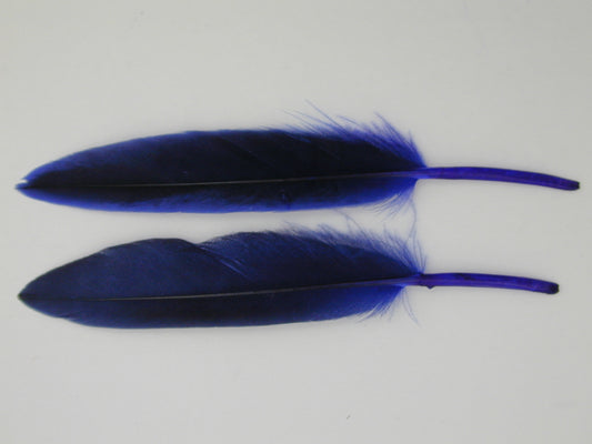 Duck Cosse Feathers - 3 - 6"-Royal