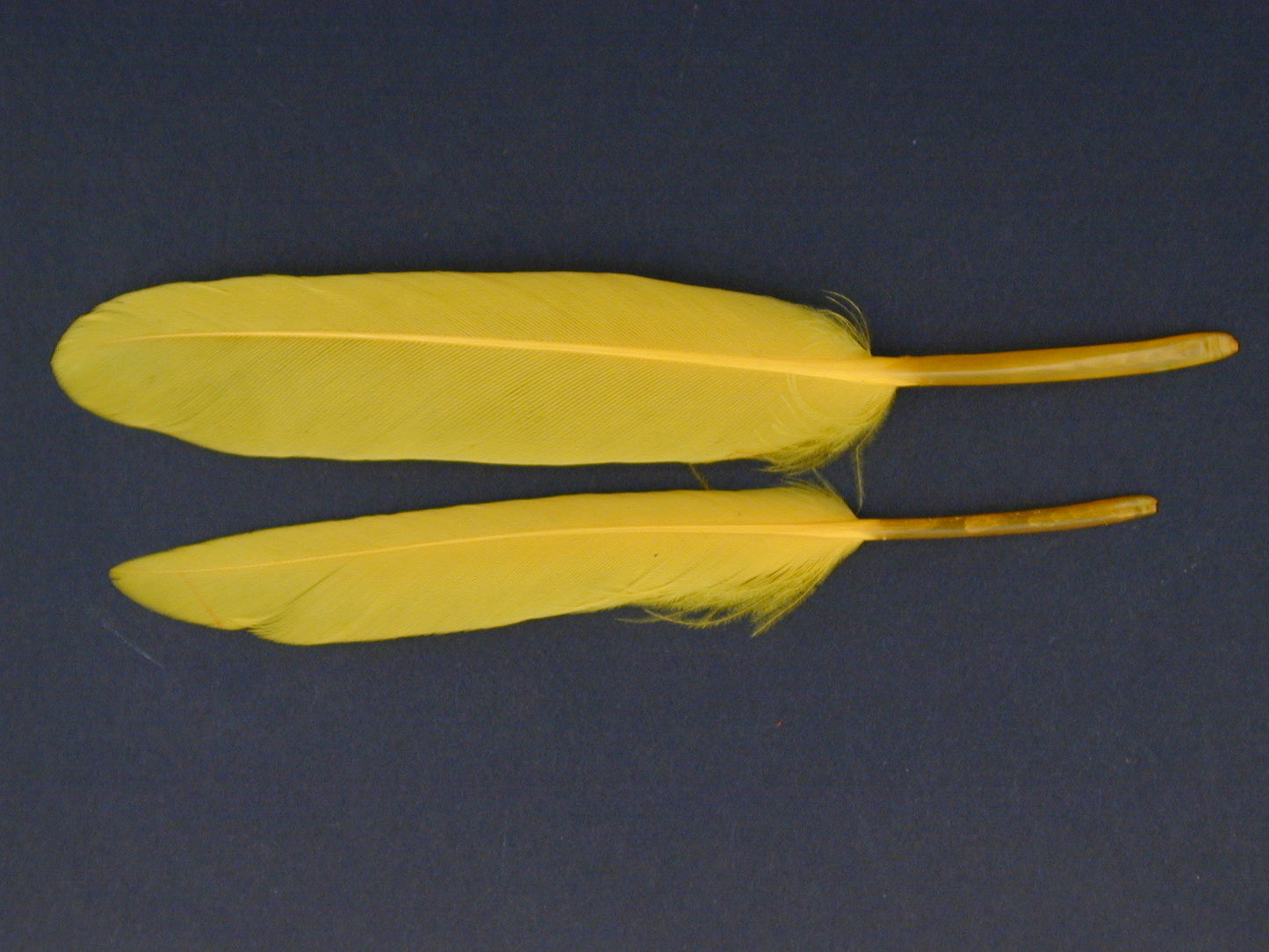 Duck Cosse Feathers - 3 - 6"-Yellow