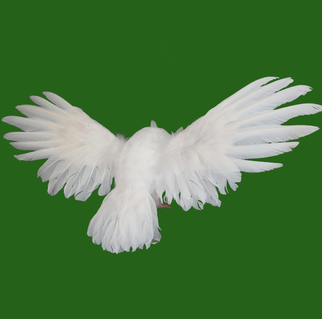 Flying White Owl
