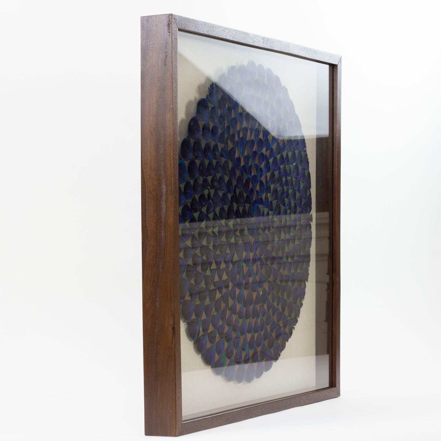 Natural Blue Peacock Feather Framed Wall Art