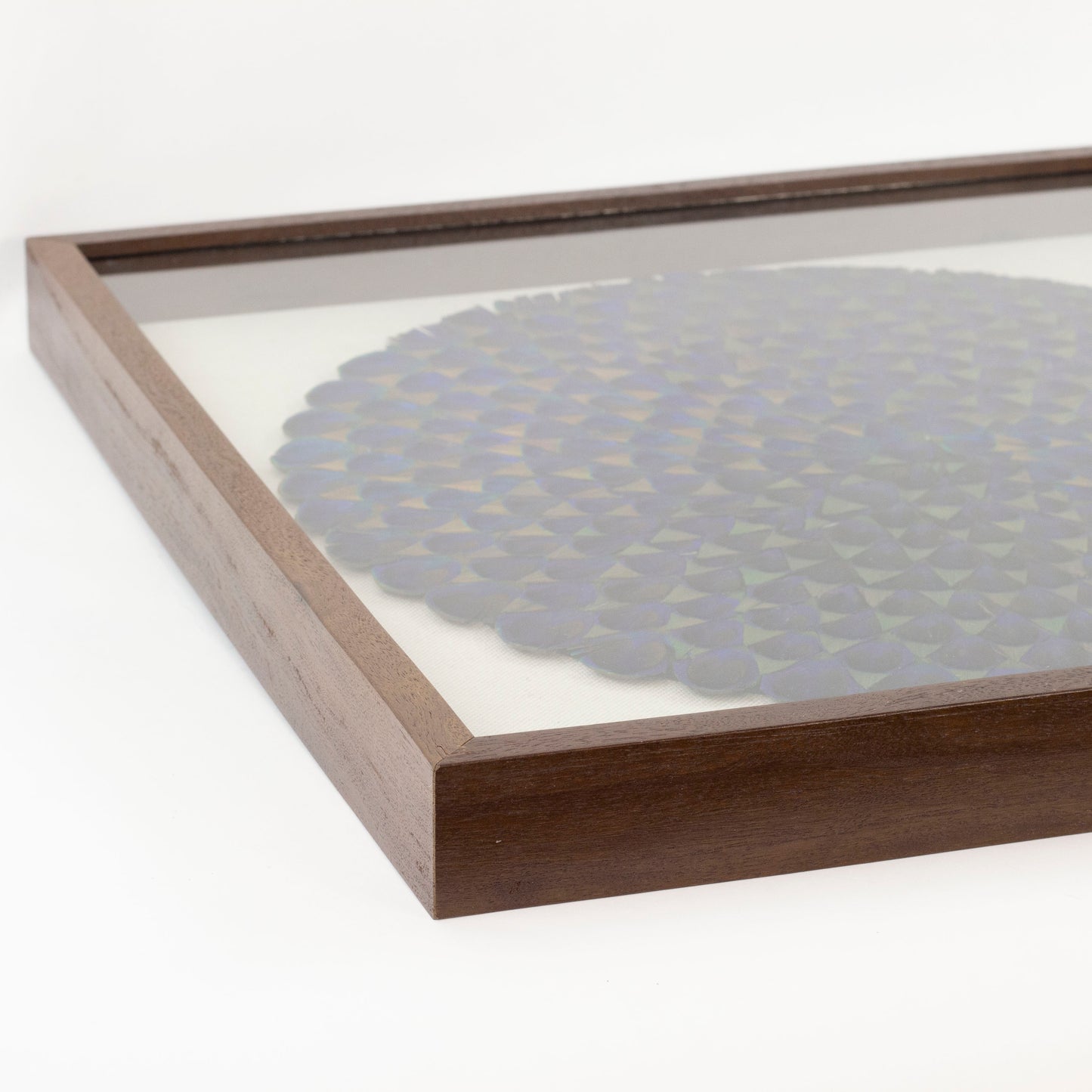 Natural Blue Peacock Feather Framed Wall Art