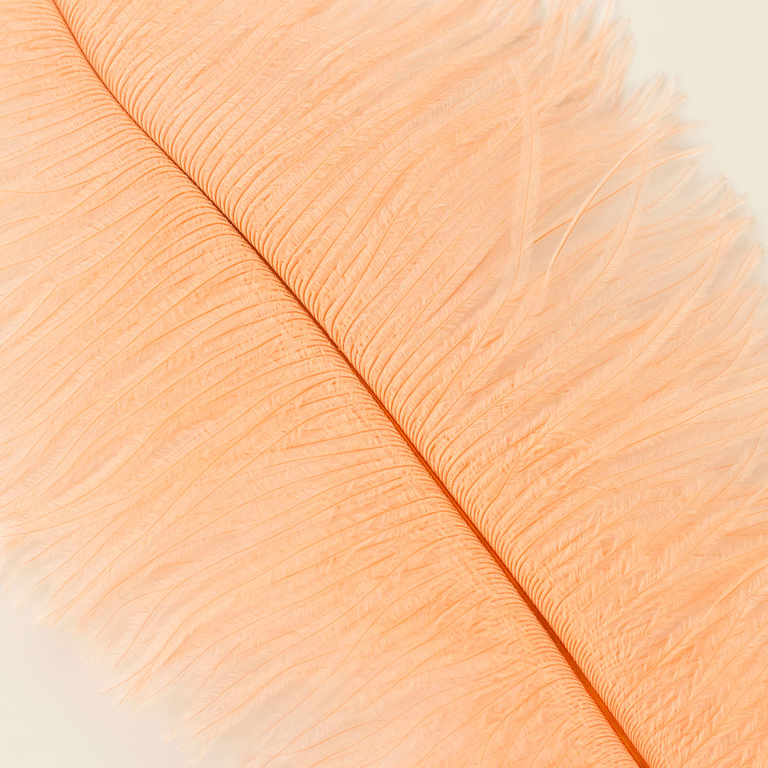 Large Ostrich Feathers - 17"+ Drabs - Apricot Blush