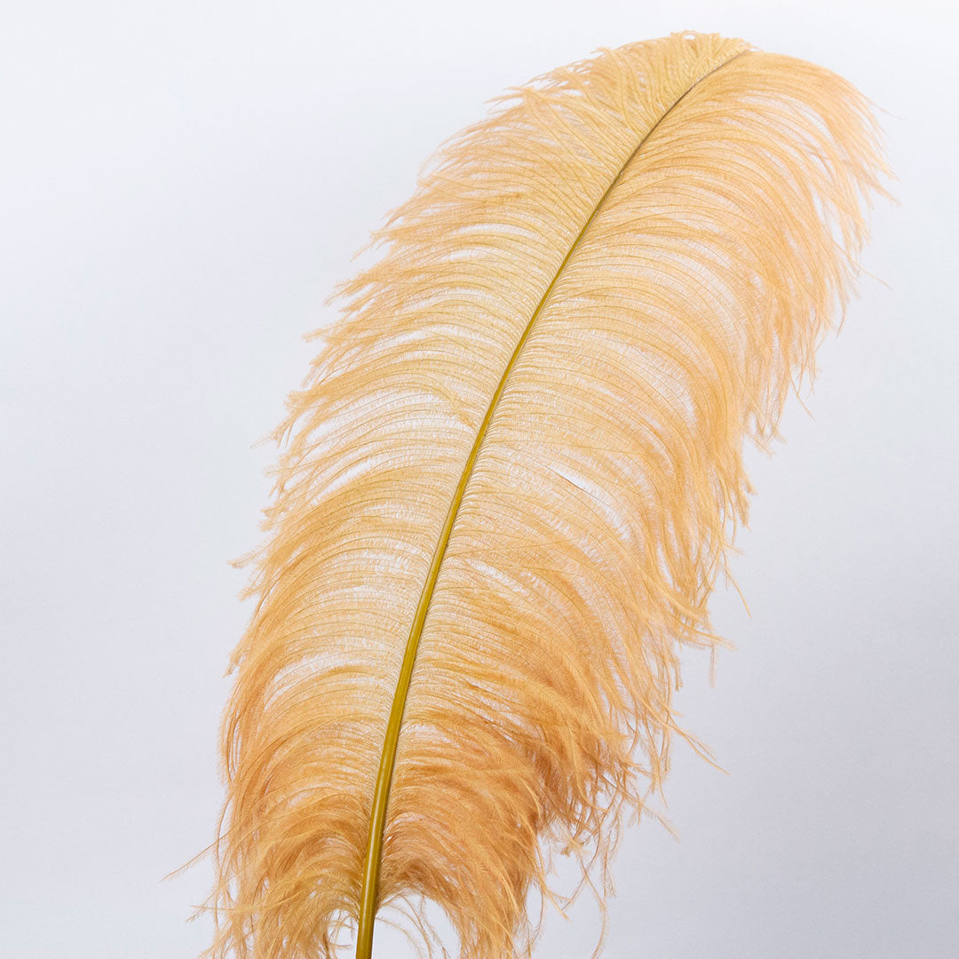 Large Ostrich Feathers - 20-25" Prime Femina Plumes - Toasted Almond