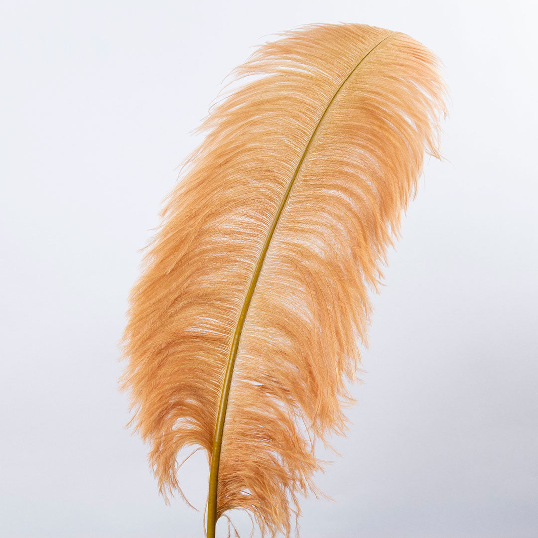 Large Ostrich Feathers - 20-25" Prime Femina Plumes - Toasted Almond