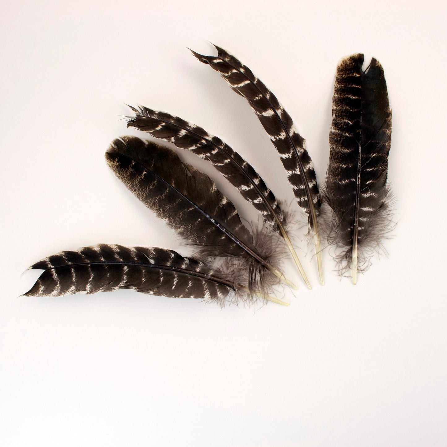 Natural Barred Turkey Quills Second Quality 8-12" - 12 pcs