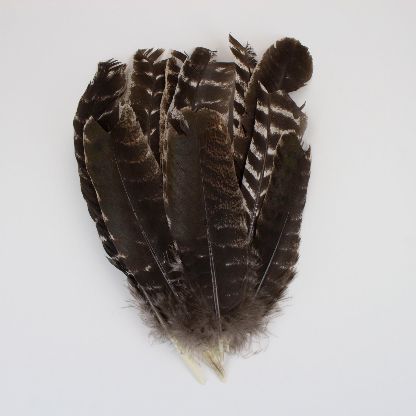 Natural Barred Turkey Quills Second Quality 8-12" - 12 pcs